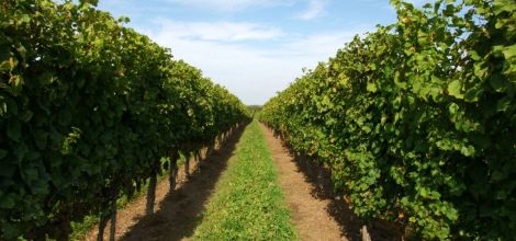Ontario Supporting the Wine Agri-Tourism Sector